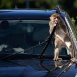 U Japanu usled napada majmuna povređene 42 osobe 2