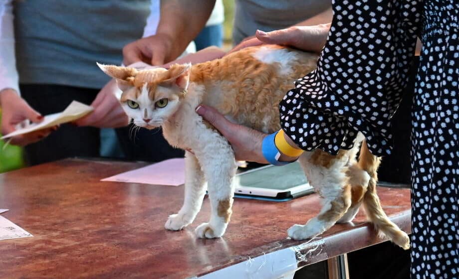 Poljski institut uvrstio domaću mačku u "invazivnu vanzemaljsku vrstu" 1