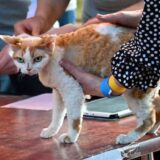Poljski institut uvrstio domaću mačku u "invazivnu vanzemaljsku vrstu" 6