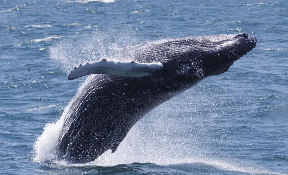 Svetska organizacija za održivost: Brodovi tokom plovidbe ubiju 20.000 kitova godišnje 1