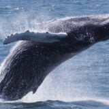 Svetska organizacija za održivost: Brodovi tokom plovidbe ubiju 20.000 kitova godišnje 9