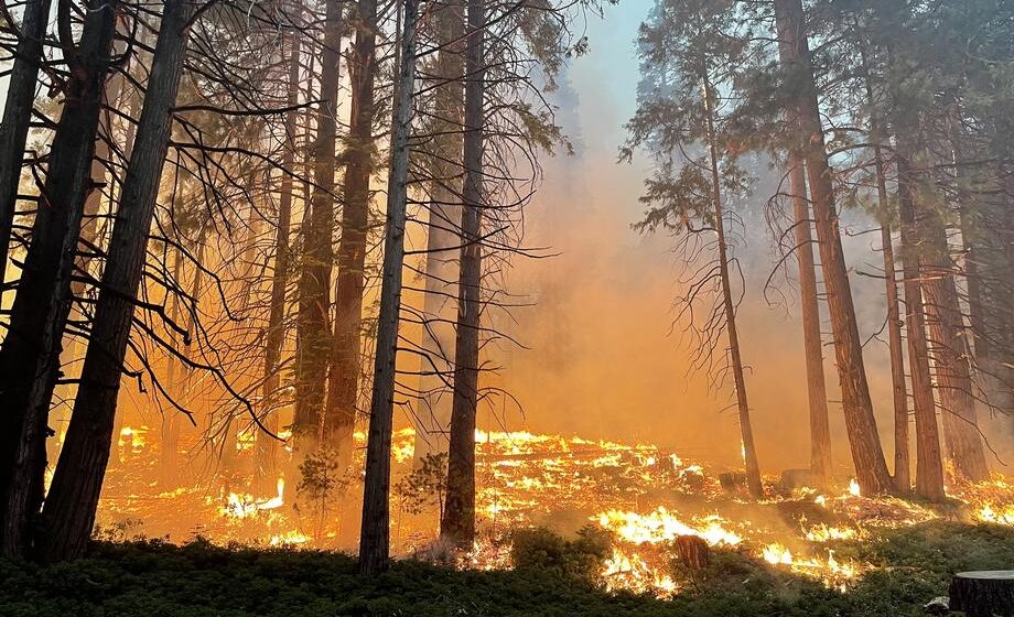 Vatra u parku Josemiti preti da ugrozi sekvoje, požar samo delimično ugašen 1