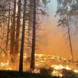 Vatra u parku Josemiti preti da ugrozi sekvoje, požar samo delimično ugašen 15