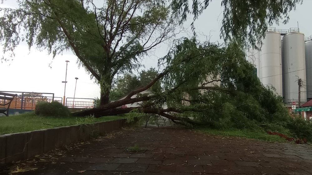 Snažno nevreme pogodilo Zaječar i okolinu: Jak vetar obarao drveće, ulice pod vodom 1