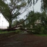 Snažno nevreme pogodilo Zaječar i okolinu: Jak vetar obarao drveće, ulice pod vodom 1