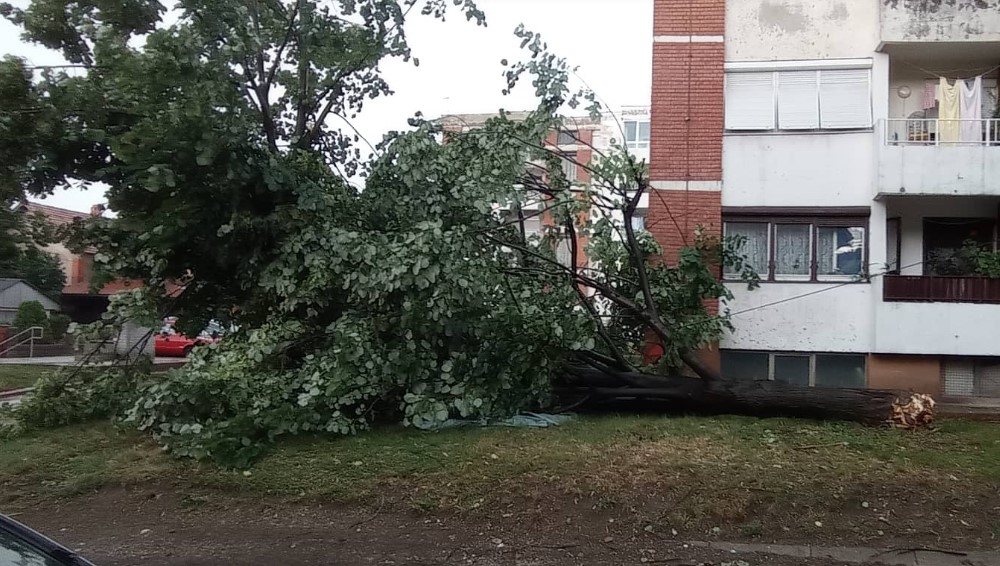 Snažno nevreme pogodilo Zaječar i okolinu: Jak vetar obarao drveće, ulice pod vodom 2