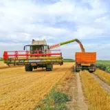 "Ovo je jedna od najčudnijih žetvi pšenice": Iako su njive požnjevene u Banatu i dalje se ne zna cena žita 3