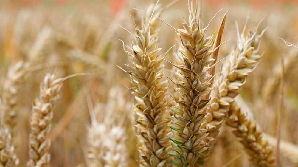 Vlada Srbije ukinula zabranu izvoza pšenice i kukuruza 1