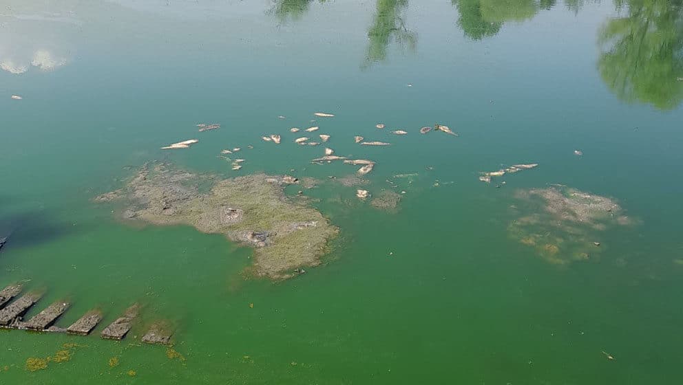 Privremeno obustavljena plovidba na prevodnici na Tisi zbog čepa od granja i komposta 1