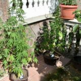 Uhapšena Piroćanka zbog gajenja indijske konoplje 4