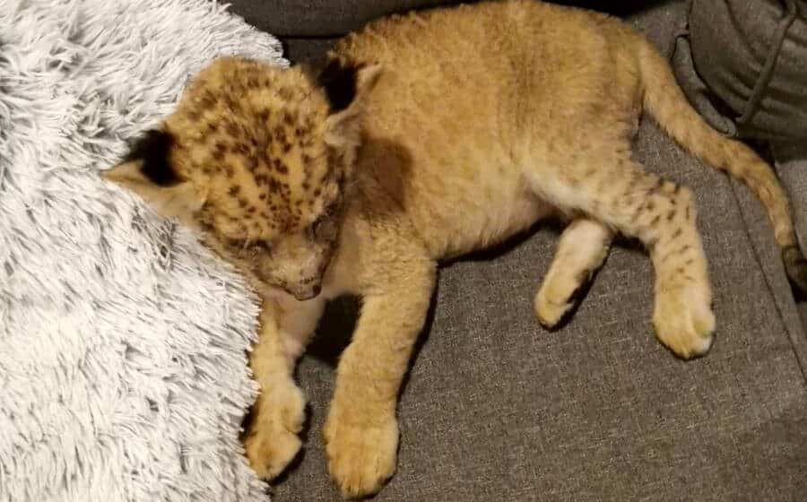 Lavić pronađen u stanu u Subotici smešten u zoo vrt na Paliću 1