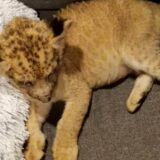 Lavić pronađen u stanu u Subotici smešten u zoo vrt na Paliću 5