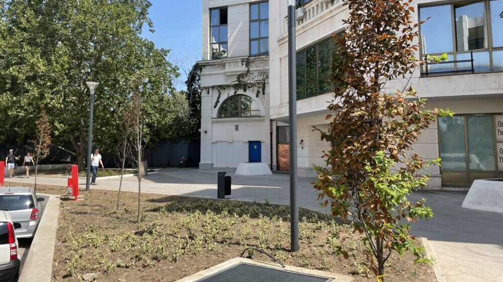 "Reanimacija" drveća u Novom Sadu nije uspela: Stabla ponovo sasušena nakon "ozelenjavanja" uoči obeležavanja godišnjice "Oluje" 1