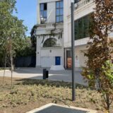 "Reanimacija" drveća u Novom Sadu nije uspela: Stabla ponovo sasušena nakon "ozelenjavanja" uoči obeležavanja godišnjice "Oluje" 13