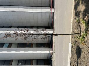 "Reanimacija" drveća u Novom Sadu nije uspela: Stabla ponovo sasušena nakon "ozelenjavanja" uoči obeležavanja godišnjice "Oluje" 2