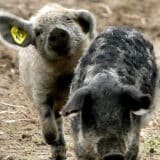 Vladimir Kovačević Ani Brnabić: Stočarima pogođenim svinjskom kugom besplatno dodeliti junad za tov 7