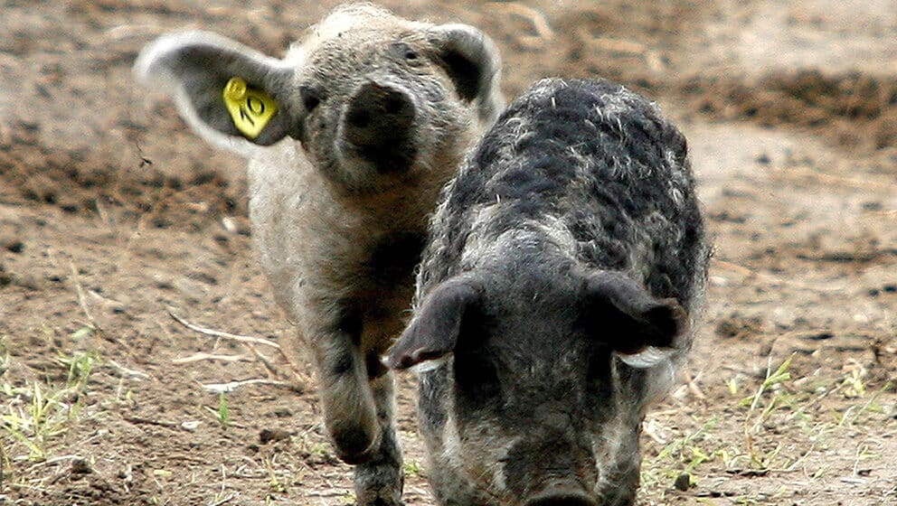 Vladimir Kovačević Ani Brnabić: Stočarima pogođenim svinjskom kugom besplatno dodeliti junad za tov 1