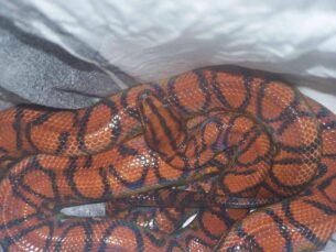 U autobusima zmije i žabe, u pošiljkama tarantule, a automobilima ptice: Koje životinje krijumčari švercuju preko granice 11