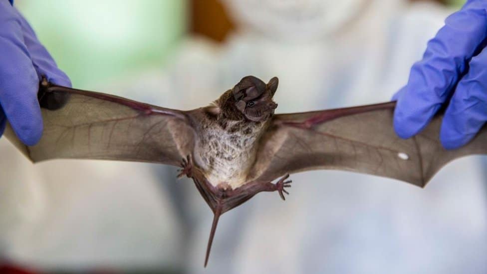 There are currently seven coronaviruses known to infect humans, and many more have been identified in other animals such as bats