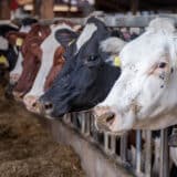 Istraživači sa Fakulteta veterinarske medicine: Emisije metana smanjiće se za 40 odsto ukoliko se promeni ishrana krava 4