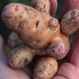 Jorgovanka Tabaković i cena krompira: Koliko svadbe i slavlja mogu da utiču na vrednost ovog povrća u Srbiji 5