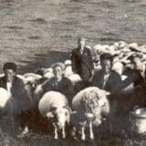 Srbija, selo i ovčarstvo: „Nekada je moglo da se živi od 50 grla, a danas ni od 200" - zašto je pirotska ovca na ivici opstanka 5