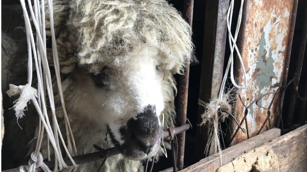 Srbija, selo i ovčarstvo: „Nekada je moglo da se živi od 50 grla, a danas ni od 200" - zašto je pirotska ovca na ivici opstanka 2 ovca