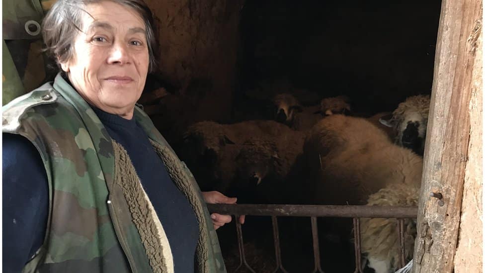 Srbija, selo i ovčarstvo: „Nekada je moglo da se živi od 50 grla, a danas ni od 200" - zašto je pirotska ovca na ivici opstanka 3 ovca