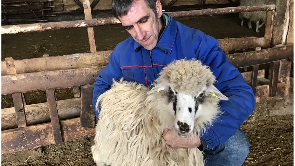 Srbija, selo i ovčarstvo: „Nekada je moglo da se živi od 50 grla, a danas ni od 200" - zašto je pirotska ovca na ivici opstanka 5 ovca, pirotska pramenka