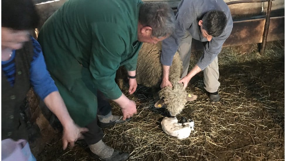 Srbija, selo i ovčarstvo: „Nekada je moglo da se živi od 50 grla, a danas ni od 200" - zašto je pirotska ovca na ivici opstanka 8 ovca, Jagnjenje u visočkom selu Dojkinci