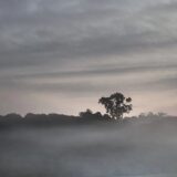 Klimatske promene i Afrika: Slonovi kao mega baštovani koji pomažu u očuvanju prašuma 6