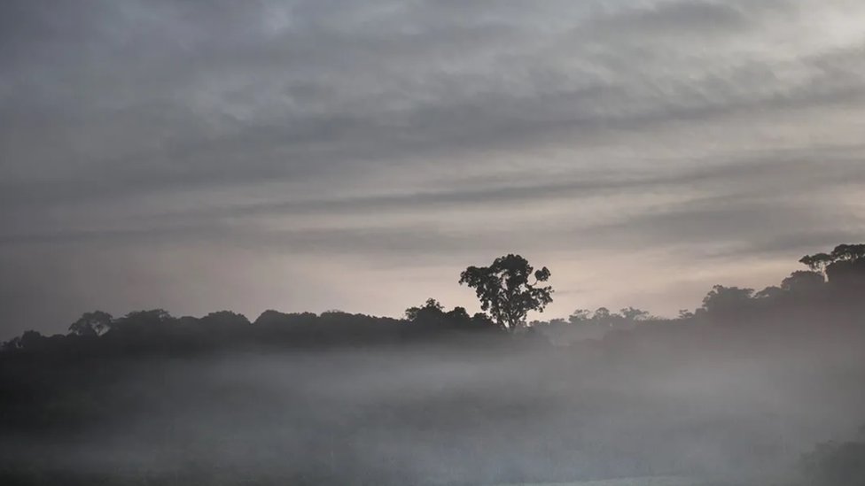 Klimatske promene i Afrika: Slonovi kao mega baštovani koji pomažu u očuvanju prašuma 1 Afrika