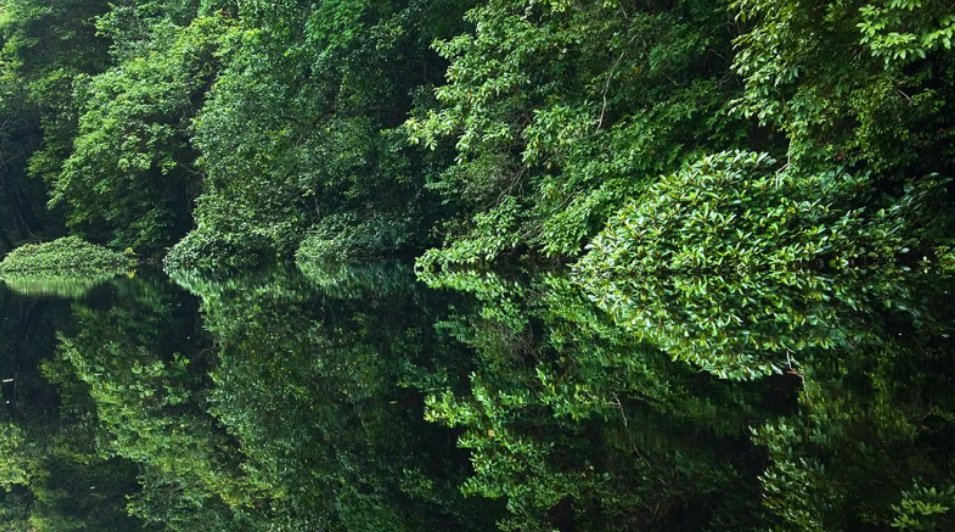 Klimatske promene i Afrika: Slonovi kao mega baštovani koji pomažu u očuvanju prašuma 5 Većina afričkih šumskih slonova živi u kišnim šumama Gabona