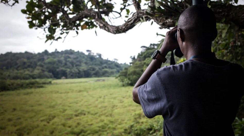 Klimatske promene i Afrika: Slonovi kao mega baštovani koji pomažu u očuvanju prašuma 6 Unovčavanje „usluga ekosistema" koje pružaju slonovi moglo bi da podstakne očuvanje, ali kritičari postavljaju pitanje da li će to koristiti lokalnim zajednicama