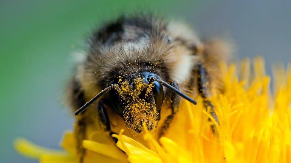 Klimatske promene: Kako toplotni talasi utiču na proizvodnju hrane 1 zaprašivanje