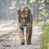 Životinje: Povratak tigrova raduje naučnike, a Nepalcima donosi strah i jezu 6