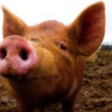 Nauka i medicina: Svinjske organe je moguće oživeti sat vremena posle smrti, pokazalo istraživanje 4