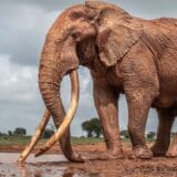 Svetski dan slonova: Broj retkih „super kljovaša“ nalik mamutima u padu 14