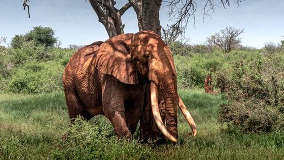 Lugard elephant standing under a tree