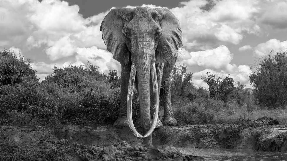 Svetski dan slonova: Broj retkih „super kljovaša“ nalik mamutima u padu 4 An iconic female elephant in the waterhole