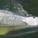 Životinje i Francuska: Borba za život kita beluge u reci Seni kod Pariza, spasioci pokušavaju da mu pomognu da nađe put do mora 18
