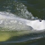 Životinje i Francuska: Borba za život kita beluge u reci Seni kod Pariza, naučnici imaju delikatan plan 10