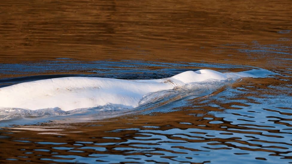 Životinje i Francuska: Borba za život kita beluge - izvučen iz reke Sene 3 Beluga whale that strayed into France's Seine river swims near the Notre-Dame-de-la-Garenne lock-in Saint-Pierre-la-Garenne, France, 09 August 2022. The strayed whale was first spotted on 02 August and a rescue operation will be conducted to move the beluga to a salt water basin before an eventual return to the marine environment.