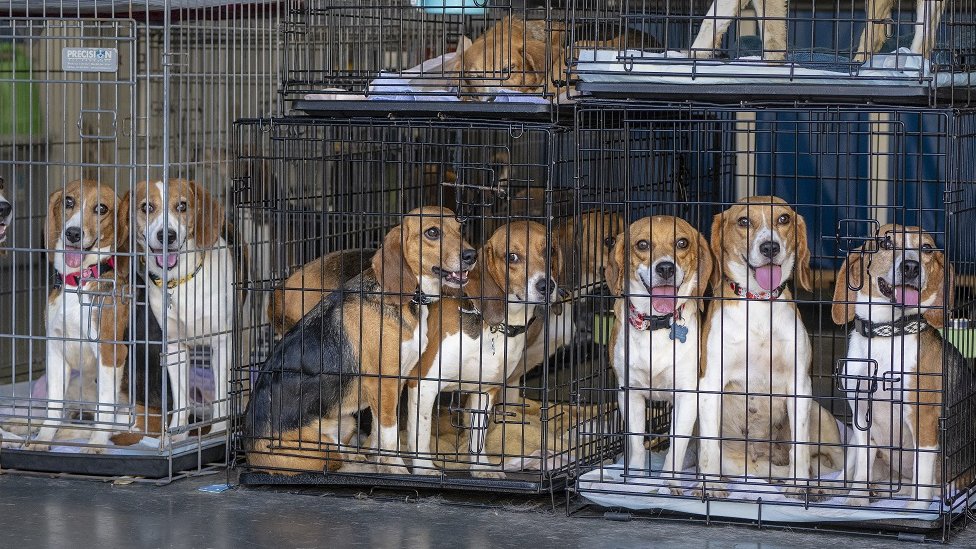 Amerika i životinje: Najveća akcija udomljavanja biglova koji su uzgajani radi eksperimenata sa lekovima 2 A few of the 200 beagles who were among 4,000 dogs freed from a Virginia breeding facility, sit in cages moments after the dogs arrived in two trailers at Priceless Pets, a nonprofit rescue, in Chino Hills on Saturday afternoon, July 23, 2022. Volunteers were on hand help carry the dogs into the vet clinic where they will get microchipped, vaccinated, spayed and neutered, before going to foster homes