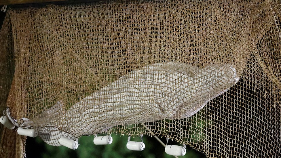 Firefighters and members of a search and rescue team pull up a net as they rescue a Beluga whale which strayed into the France's Seine river, near the Notre-Dame-de-la-Garenne lock in Saint-Pierre-la-Garenne, France, August 10, 2022. REUTERS/Benoit Tessier