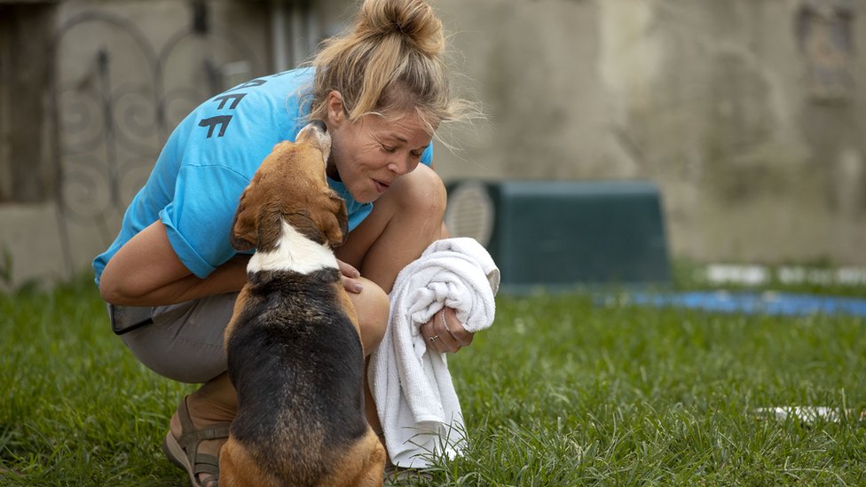 Amerika i životinje: Najveća akcija udomljavanja biglova koji su uzgajani radi eksperimenata sa lekovima 3 Sue Bell laughs as she is licked by a beagle at Homeward Trails Animal Rescue in Fairfax, Virginia on July 21, 2022. (Photo by Ryan M. Kelly for The Washington Post via Getty Images)