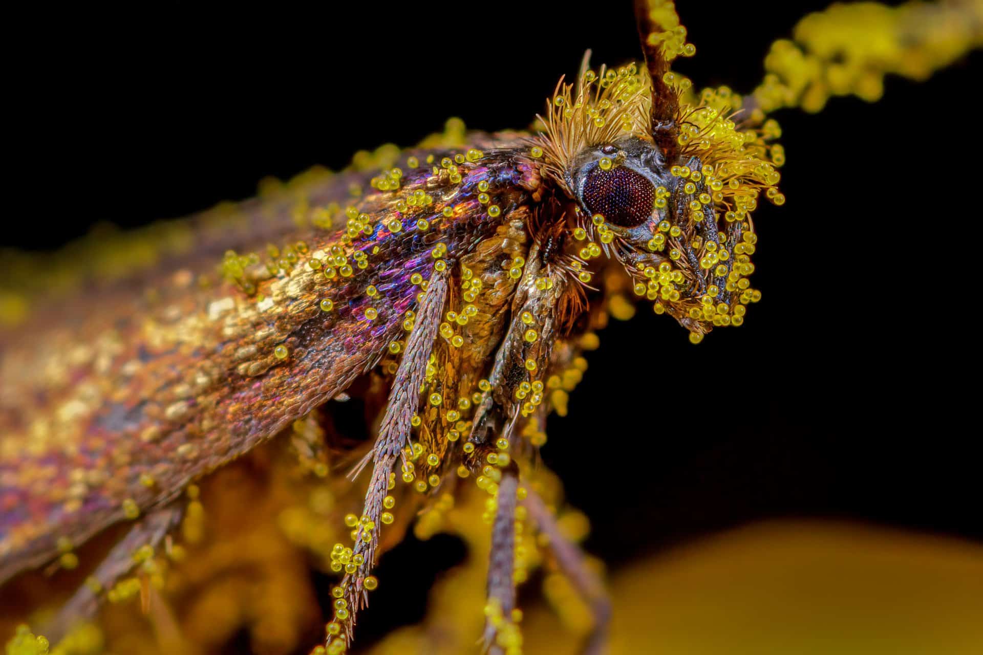 A micro-moth covered in pollen, Mutter's Moor near Sidmouth, Devon, UK.