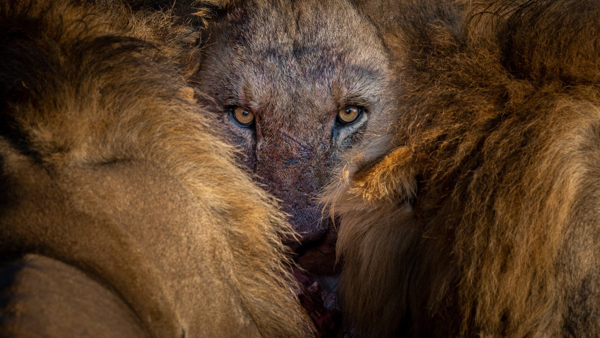 A lion's face, Moremi, Okavango Delta, Botswana.