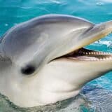 Japan i životinje: Agresivni delfin ujeo još dva plivača iz Japana 14