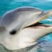 Japan i životinje: Agresivni delfin ujeo još dva plivača iz Japana 8